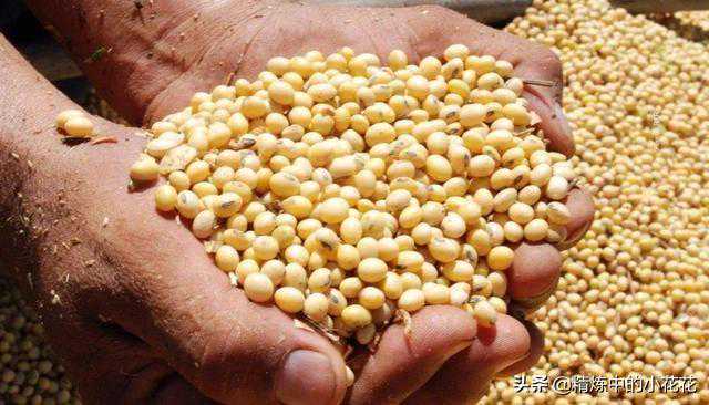 大豆油的两种制取工艺“压榨与浸出”