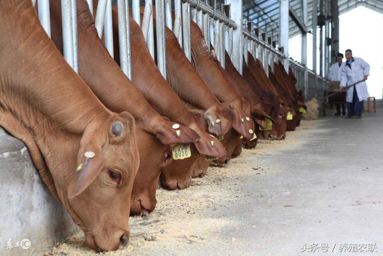 肉牛饲喂玉米湿糟新技术，肉牛催肥效果好成本低