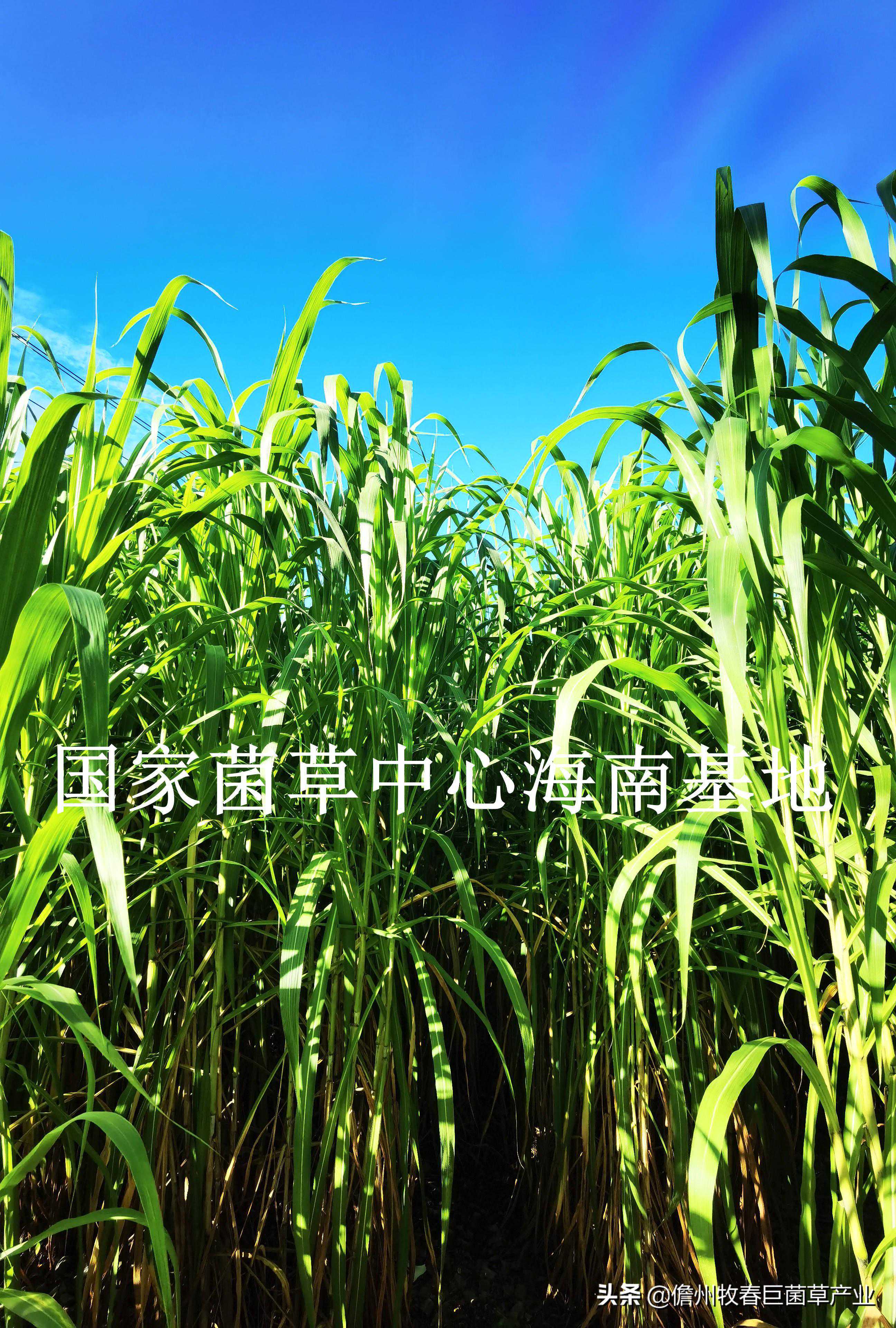 巨菌草进入收割期，该如何正确选择收割机？