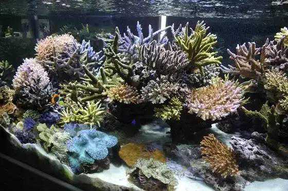 1.6米SPS海缸经验总结，都说高手都是死出来的！看完后秒懂！