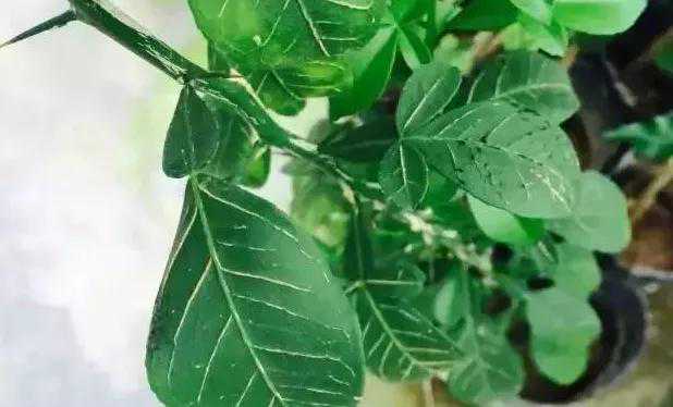 怪！为啥有人在农村大量收购碎木？4个方面用途可让碎木变废为宝