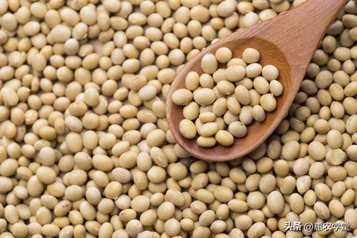 现在大豆价格多少钱一斤？如何挑选优质黄豆？附：榨大豆油流程