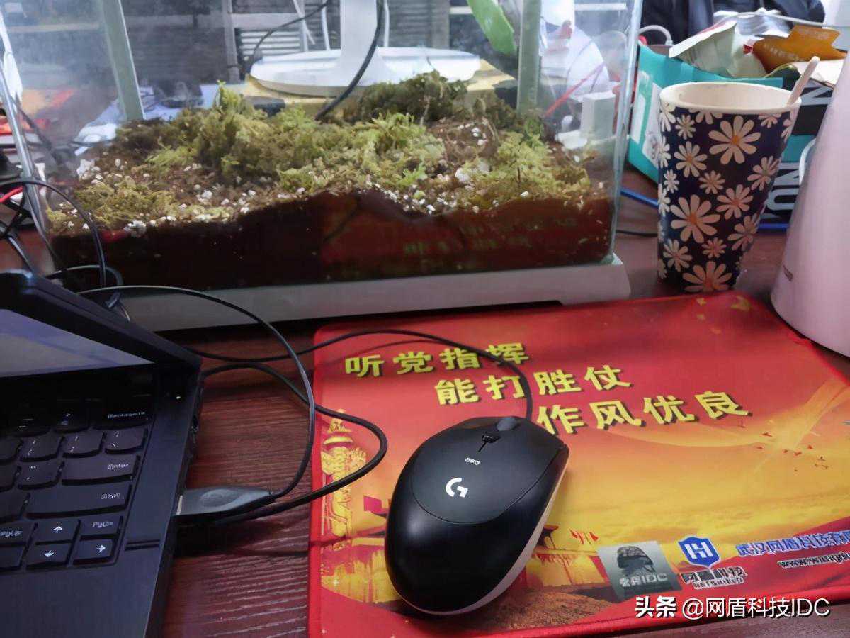 低情商：啥也没有啊，高情商：宠物鱼缸