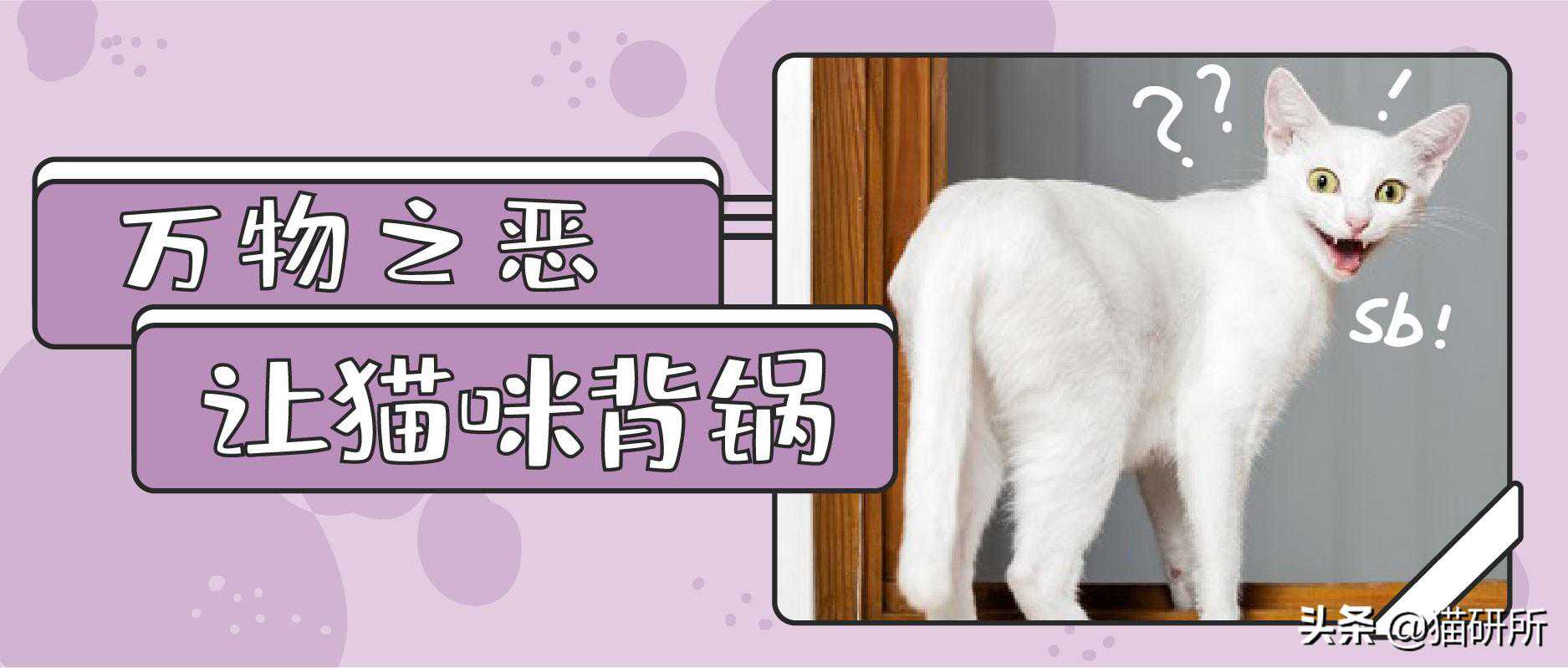 备孕怀孕就一定不能养猫？别让喵星人再背锅了