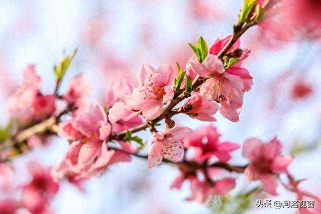 赴一场桃花之约||好梦萦回